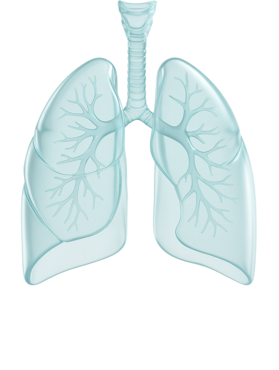 lungs